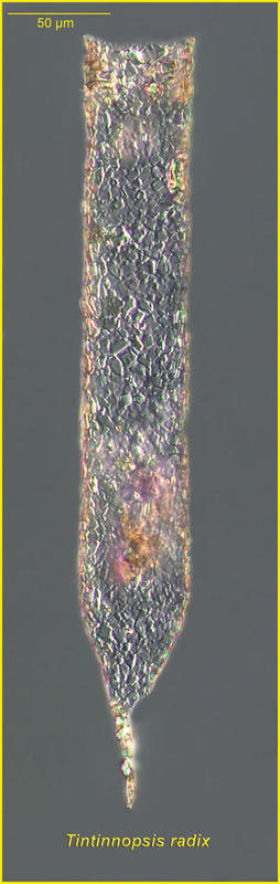 Tintinnopsis radix