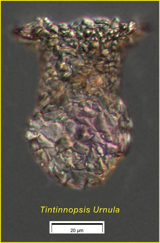Tintinnopsis urnula