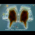 Pair of toxic dinoflagellates