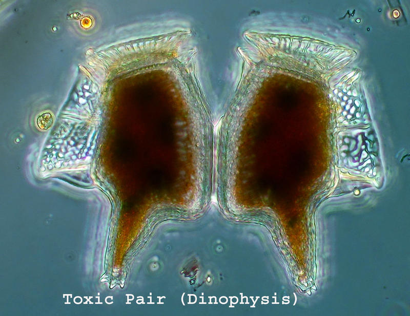 Pair of toxic dinoflagellates