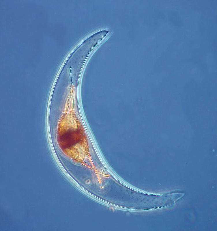 Pyrocystis lunula