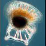 Ornithocercus magnificus - a heterotrotrophic dinoflagellate