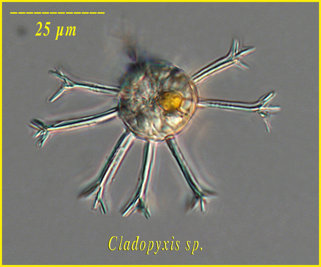 Cladopyxis sp.