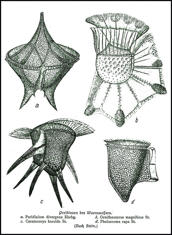 "Warm-water Peridinians" from Carl Chun's book on the Valdiva Expedition 1898-1899