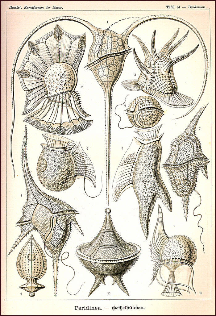 Peridinea from Ernst Haeckel's Kunstformen der Natur