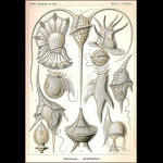 Peridinea from Ernst Haeckel's Kunstformen der Natur