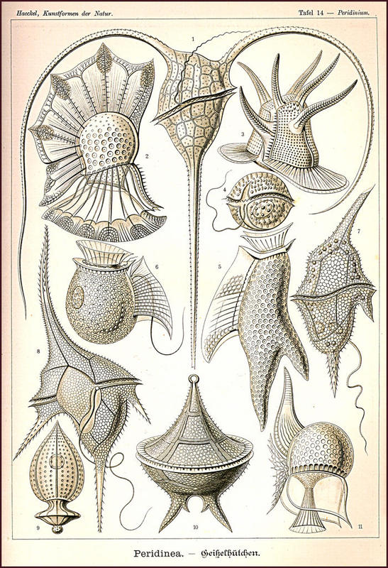 Peridinea from Ernst Haeckel's Kunstformen der Natur