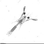 Alima spp squille larvae