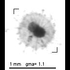 Protists