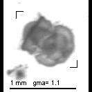 Echinodermata tornaria larval stage