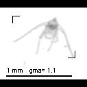 Ophio pluteus larval stage