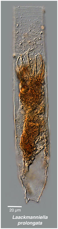 Laackmanniella prolongata