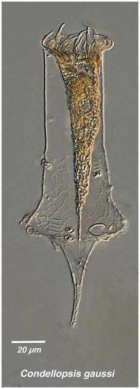 Codonopellopsis gaussi