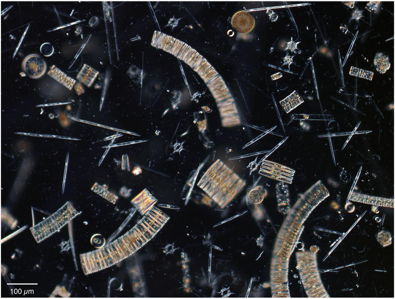 Amundsen Sea Diatoms