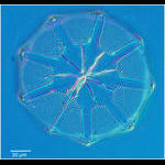 Amundsen Sea diatom  Asteromphalus