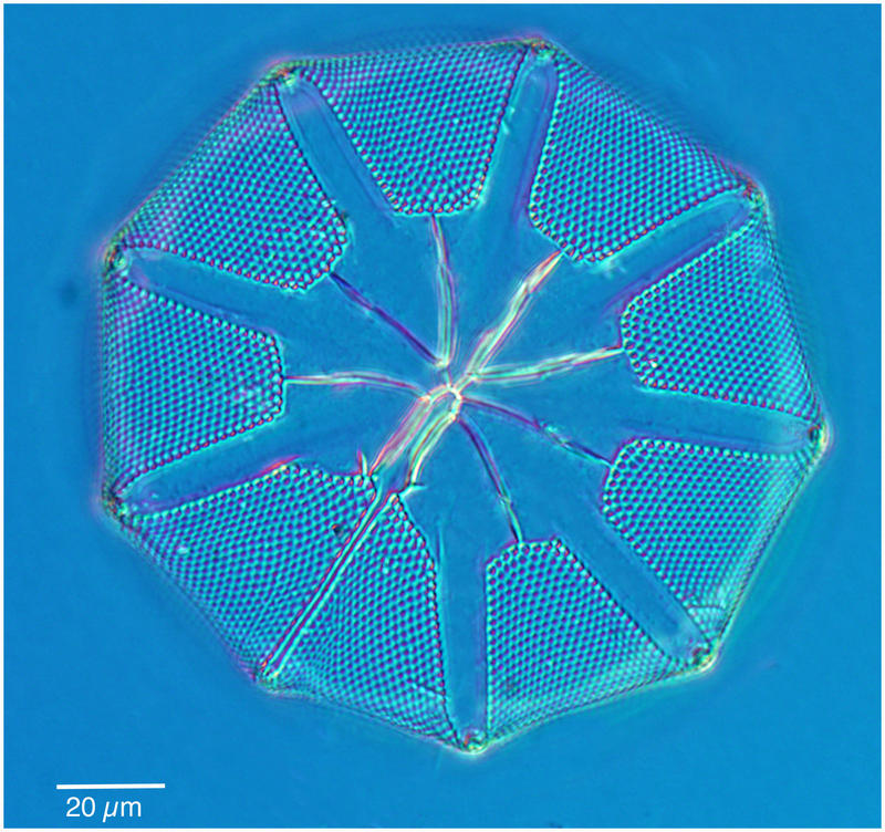 Amundsen Sea diatom  Asteromphalus