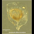 Cymatocylis affinis/convallaria