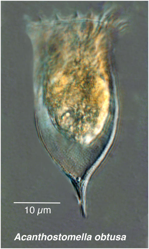 Acanthostomella obtusa