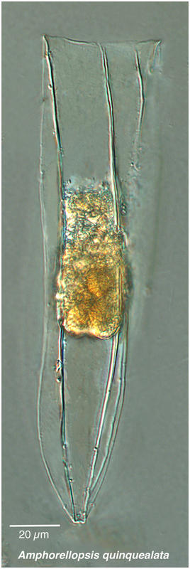 Amphorellopsis quinquealata