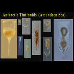 Amundsen Sea  (Antarctica) Tintinnids