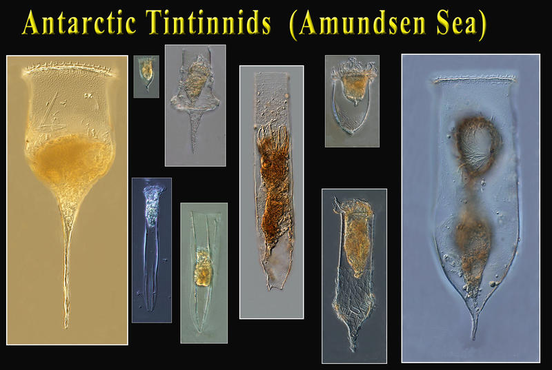 Amundsen Sea  (Antarctica) Tintinnids