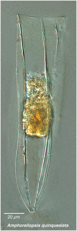 Amphorelopsis quinquealata