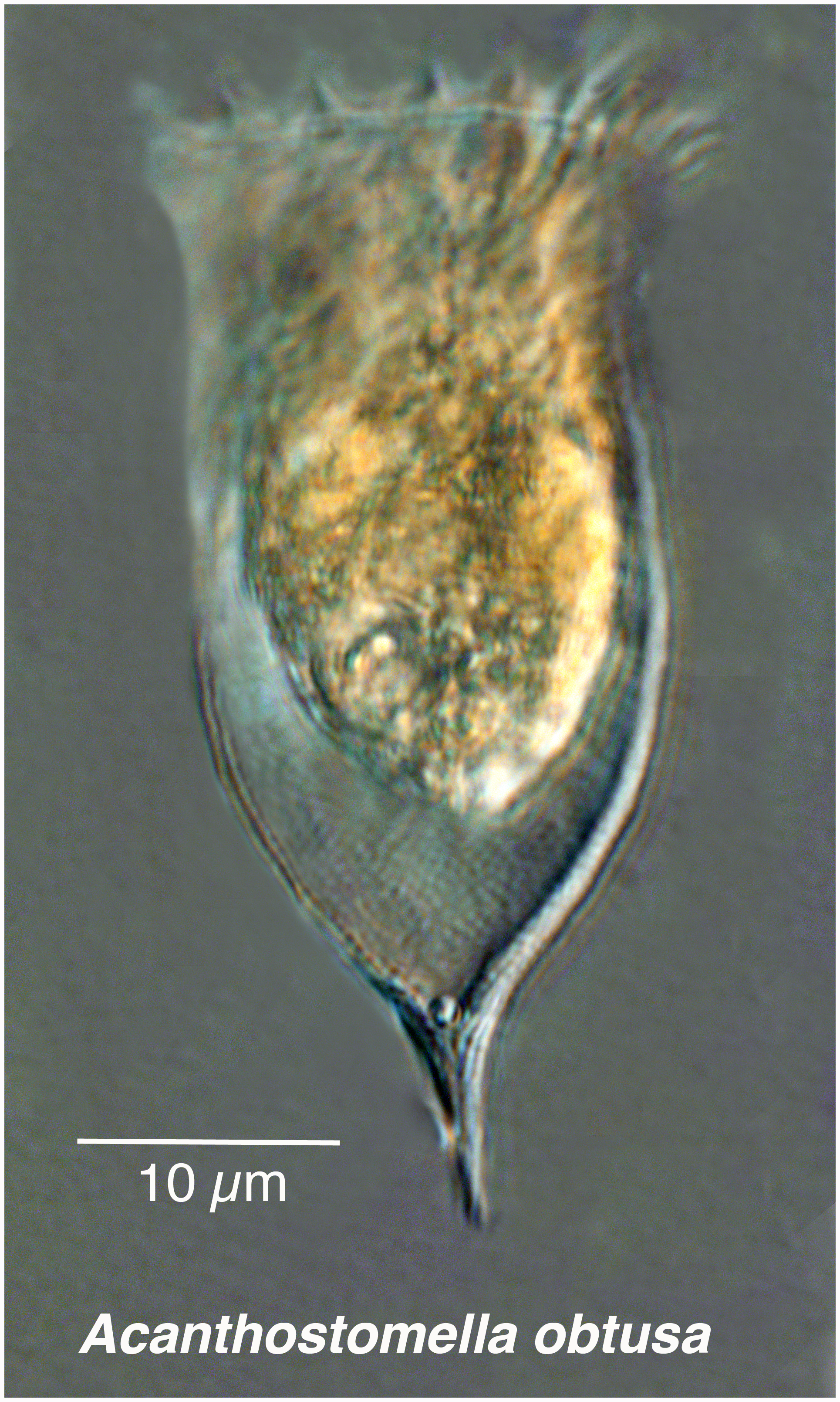 Acanthostomella obtusa