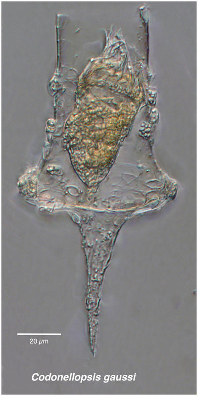 Codondellopsis gaussi