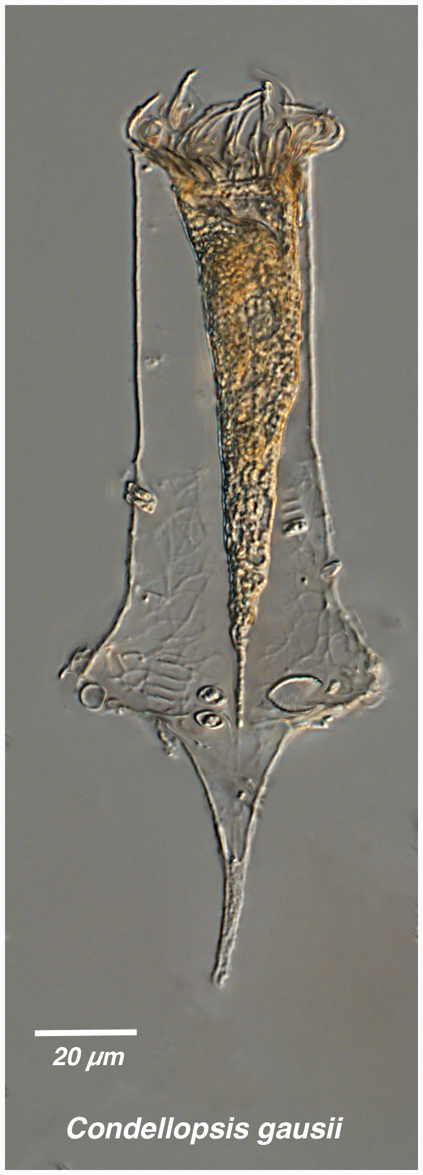 Condellopsis gaussi