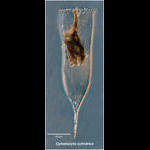 Cymatocylis cylindrica (morphotype)