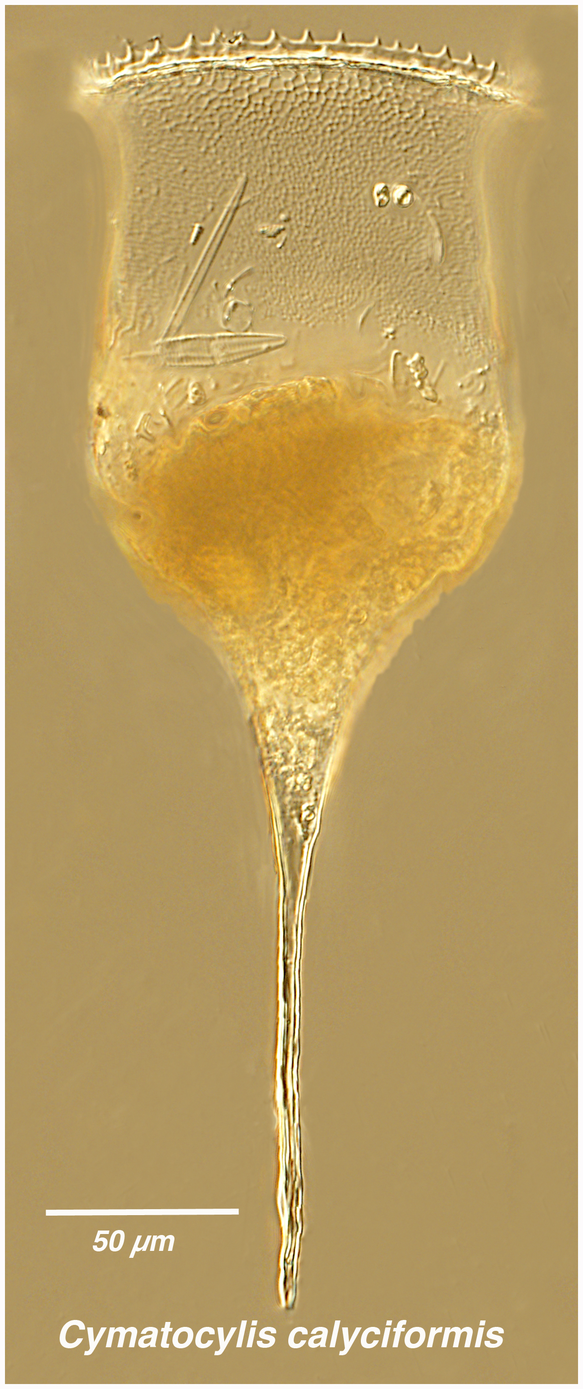 Cymatocylis calyciformis (morphotype)