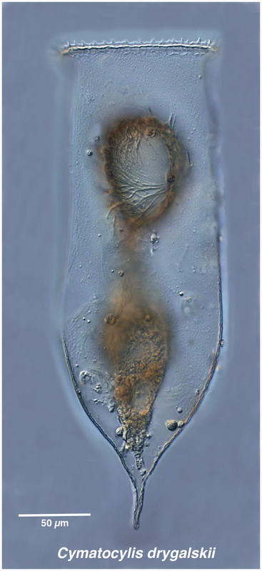 Cymatocylis drygalskii (morphotype)
