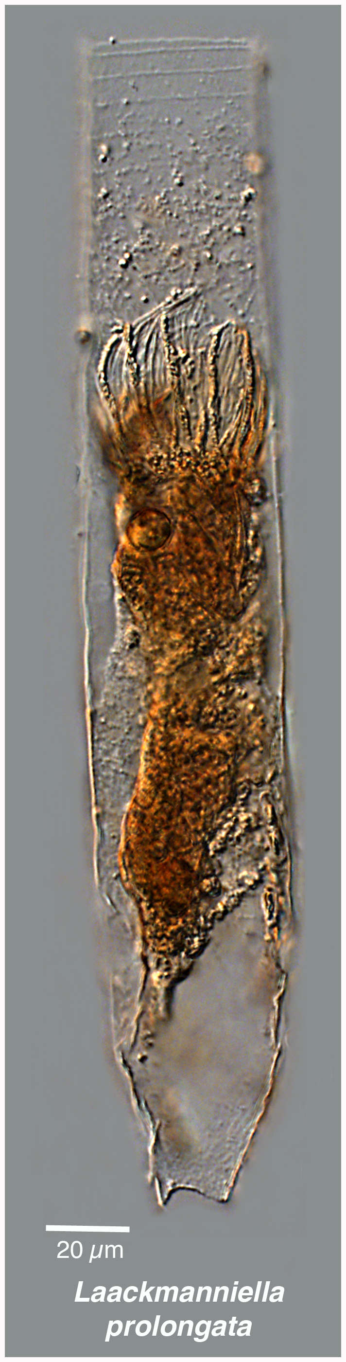 Laackmanniella prolongata (morphotype)