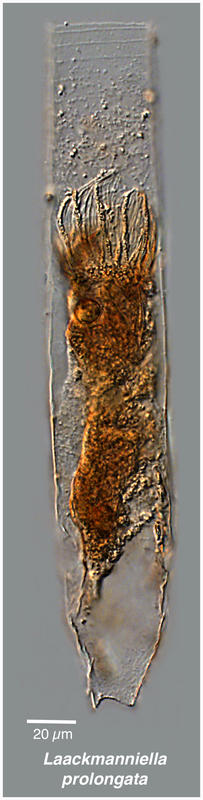 Laackmanniella prolongata (morphotype)