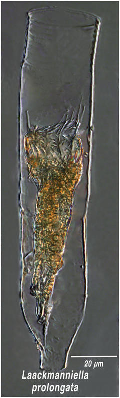 Laackmanniela prolongata