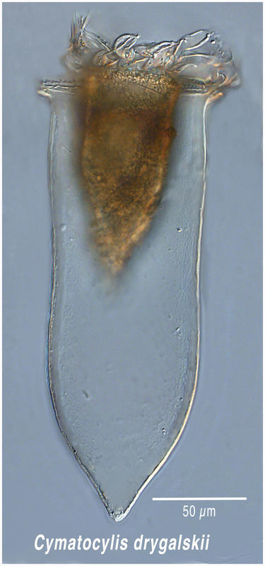 Cymatocylis drygalskii