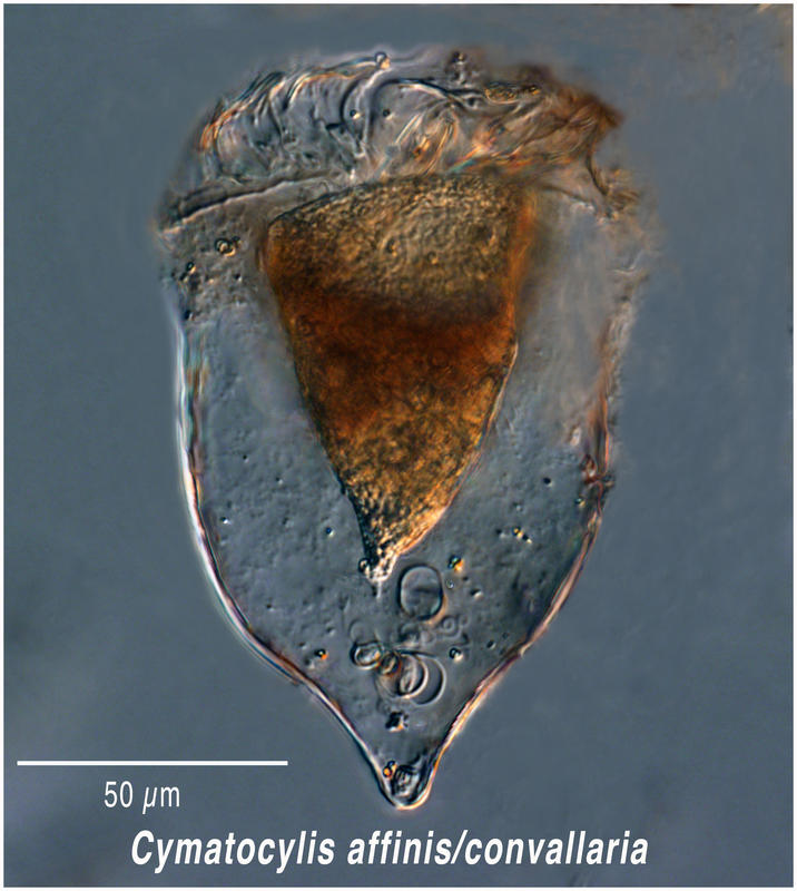 Cymatocylis affinis/convallaria