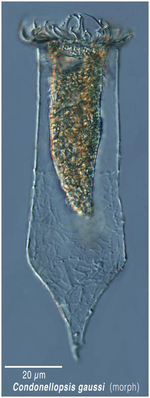 Codonelopsis gaussi morph