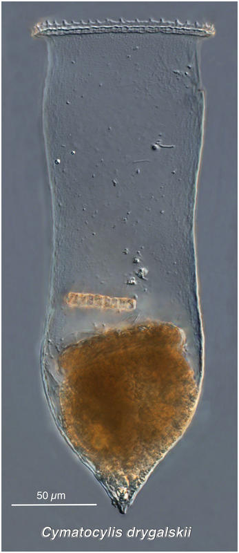 Cymatocylis drygalskii morphotype