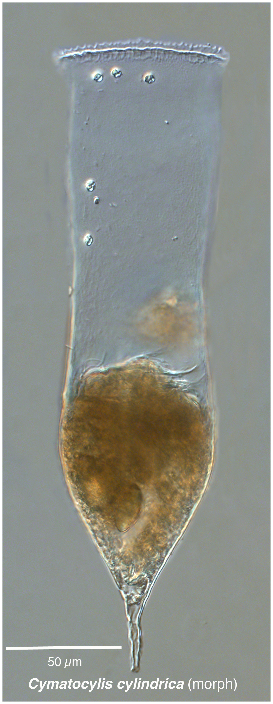 Cymatocylis cylindrica morphotype