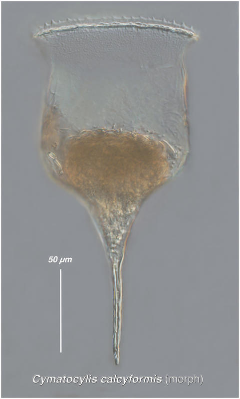 Cymatocylis calcyformis