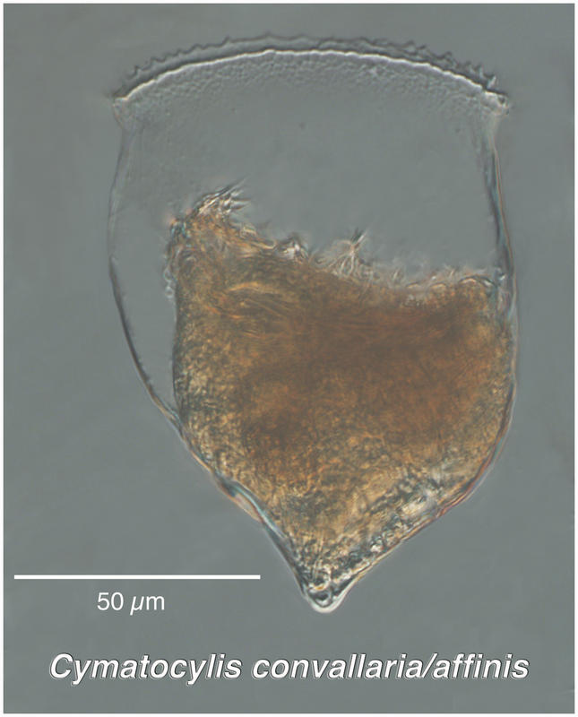 Cymatocylis convallaria/afinis