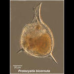 Protocystis bicornuta  or Challengeria balfouri