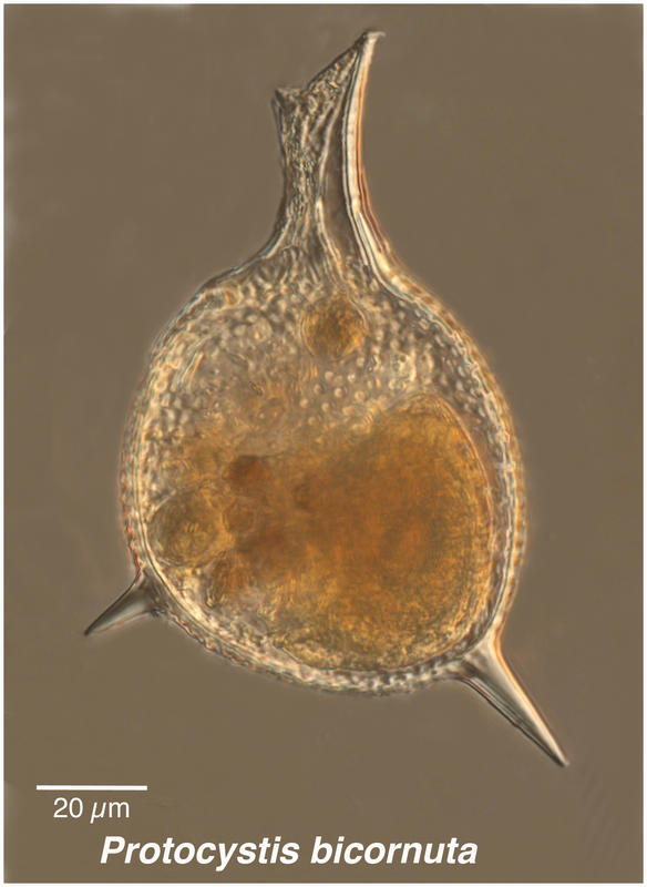 Protocystis bicornuta  or Challengeria balfouri