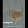 Cymatocylis convallaria/affinis