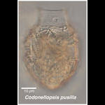 Codonellopsis pusilla from Antarctica