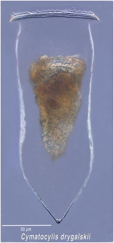 Cymatocylis drygalskii