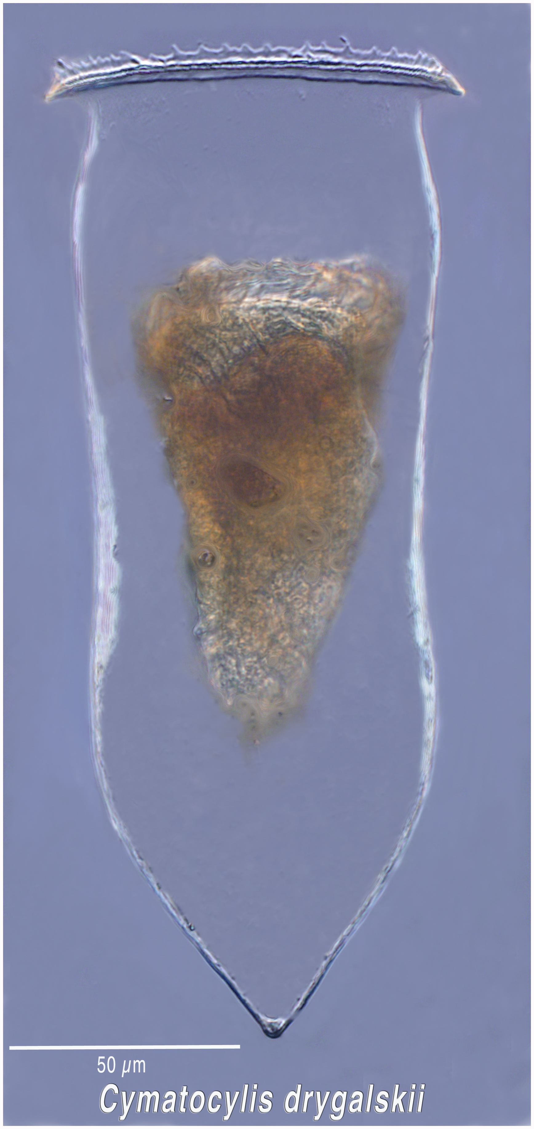 Cymatocylis drygalski