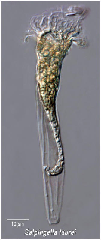 Salpingella faurei from the Amundsen Sea Antarctica