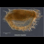 Antarctic ciliate Euplotes